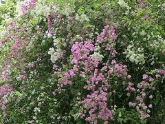 -深圳国际园林花卉博览园