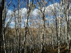 -塞罕坝国家级自然保护区