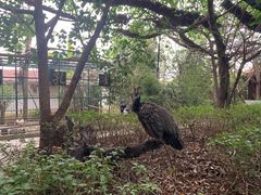 -瑞丽独树成林风景区