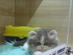 -momokira米努特·德文卷毛猫·棉花面纱犬