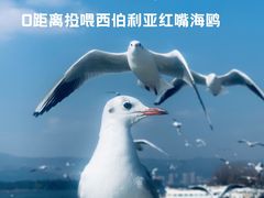 -海埂大坝