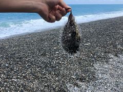 -白沙湾海滩