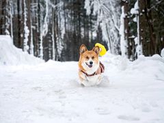 -洛阳白云山景区