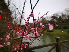 -上海海湾国家森林公园