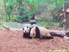 景点-成都大熊猫繁育研究基地