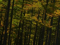 -塞罕坝国家级自然保护区