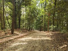 -南宁良凤江国家森林公园