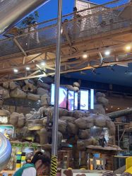 -卡通尼·Safari非洲探索乐园·生日会(金桥国际商业广场店)