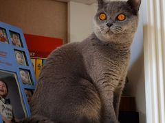 -猫十亿·布偶金渐层·曼基康矮脚猫舍(青年路店)