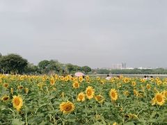 -顺峰山公园