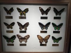 -上海昆虫博物馆