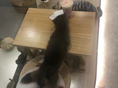 -飞行喵MR PILOT|猫舍·猫咖(静安大融城店)