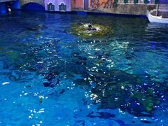 -华夏文旅海洋公园