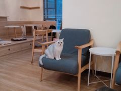 -滚猫咖啡·猫咖·猫友好撸猫(未来城店)