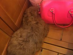 -李小姐の猫咖啡馆(五角场店)