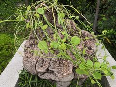 -广州神农草堂中医药博物馆