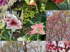 -石家庄市植物园