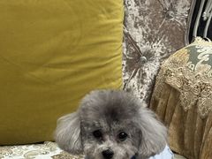 -瑞派宠物医院·24h·骨外科·皮肤科·全科宠物医疗转诊中心(沈阳浑南院)