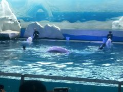 -秦皇岛乐岛海洋王国