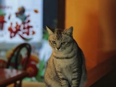 -猫岛主趣味餐厅(鼓浪屿店)