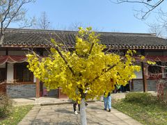 -杭州湾海上花田景区