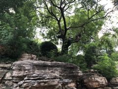 崇祯皇帝上吊处-景山公园