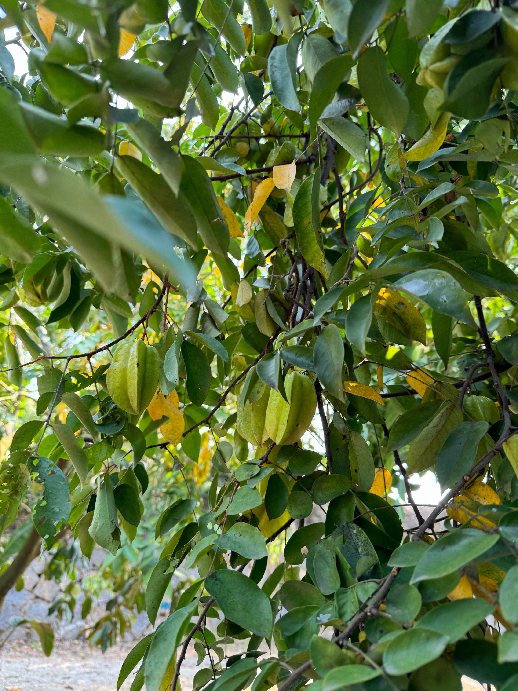 第一次见到杨桃树 你们见过没?