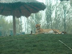 -北京野生动物园