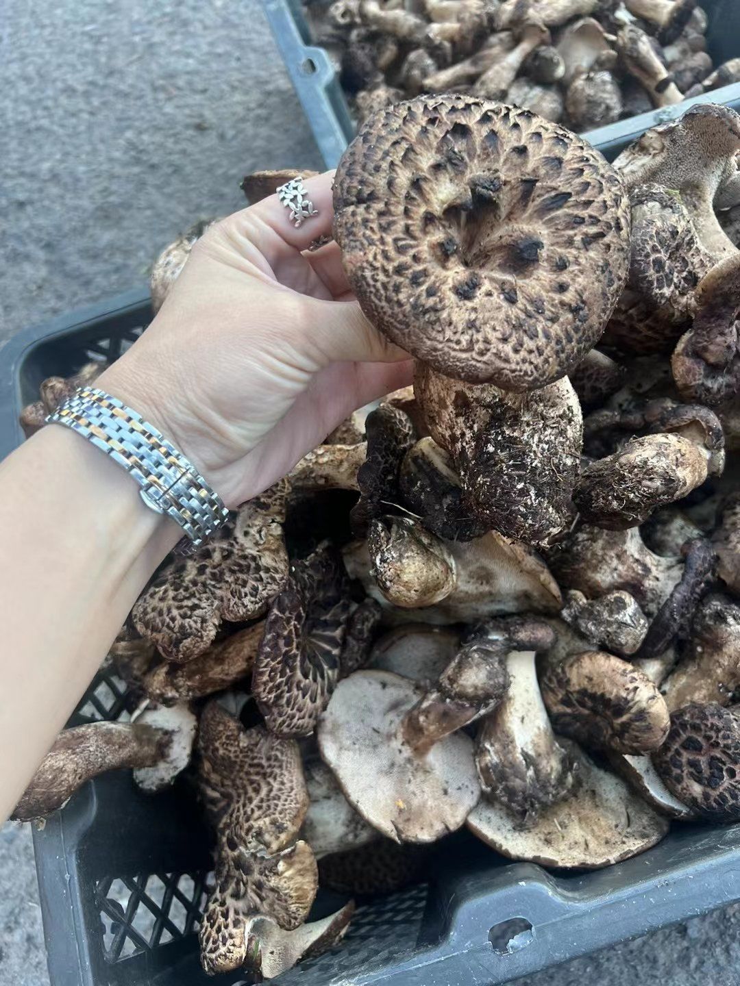 菌中皇后,黑虎掌