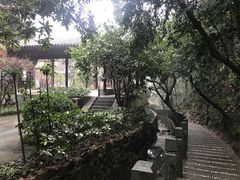 -十八棵（老龙井）御茶园(老龙井店)