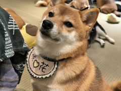 -逗柴咖啡屋·狗咖猫咖宠物桌游