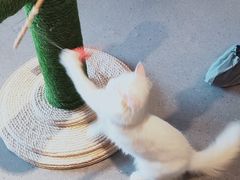 -飞行喵MR PILOT|猫舍·猫咖(静安大融城店)