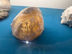 -青岛贝壳博物馆