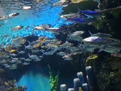 -华夏文旅海洋公园