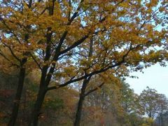 android_upload_pic-丹东天桥沟景区