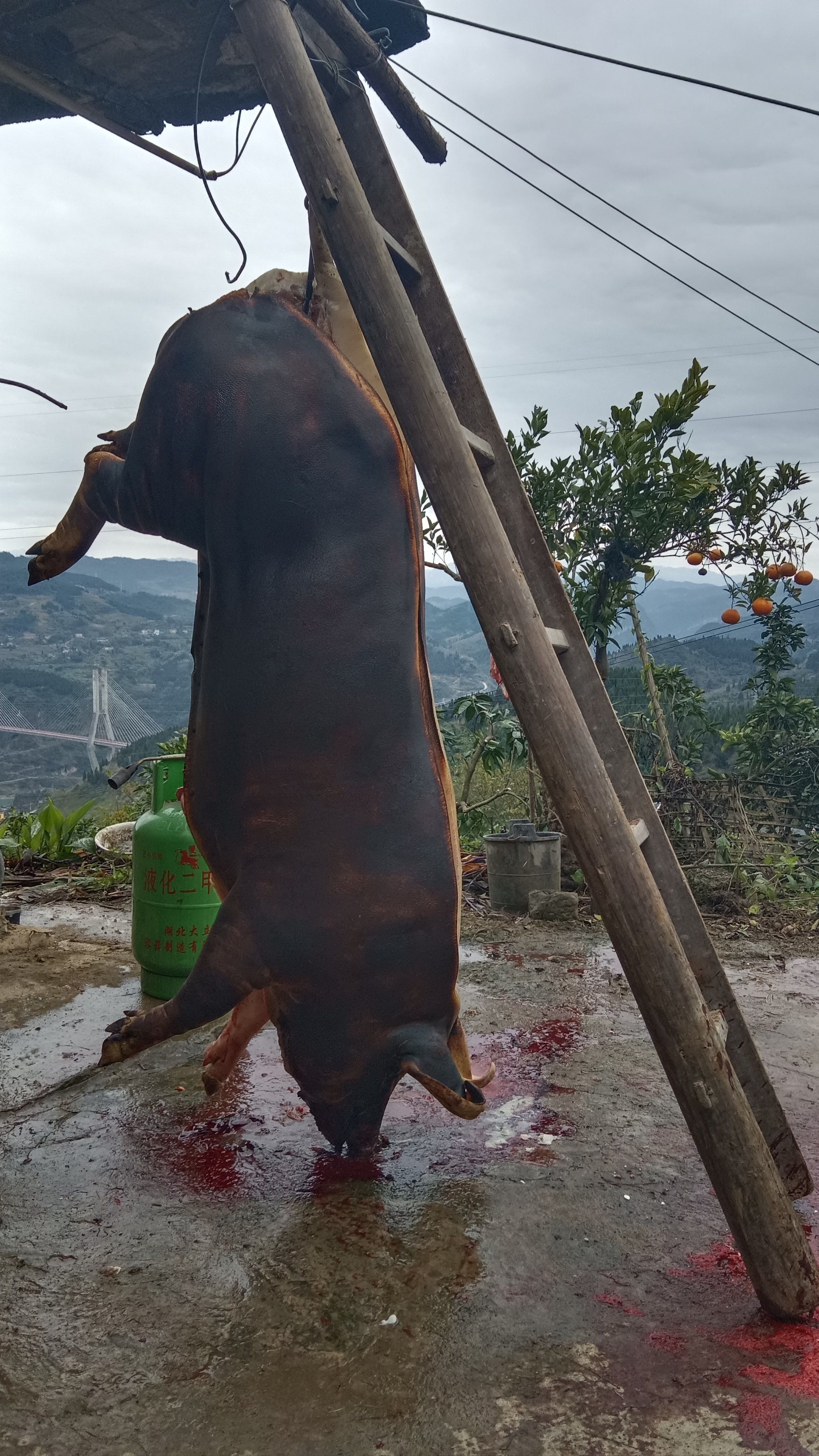 2024杀猪吃肉,我们一起过好年!