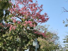 -顺峰山公园