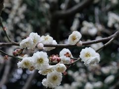 -红梅公园