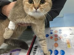 -伟伟宠物医院·CT影像中心·瑞派犬猫综合性门诊(汉口总院)
