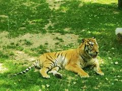 -北京野生动物园