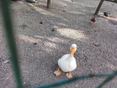 -日照海滨国家森林公园