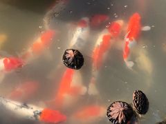 -鹅湖玫瑰文化园
