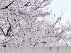 -龙美术馆(西岸馆)