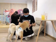 -柴迷FANS CLUB·柴犬狗咖·猫咖