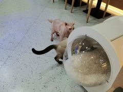 -喵园·猫主题咖啡厅·撸猫·猫咖(国贸店)