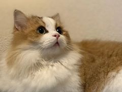 -Bastet sally猫舍购宠(静安店)