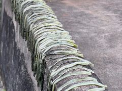 -雁南飞茶田景区