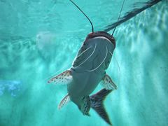 -太平洋海底世界