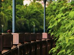 -望江楼公园