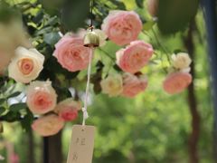 -上海鲜花港